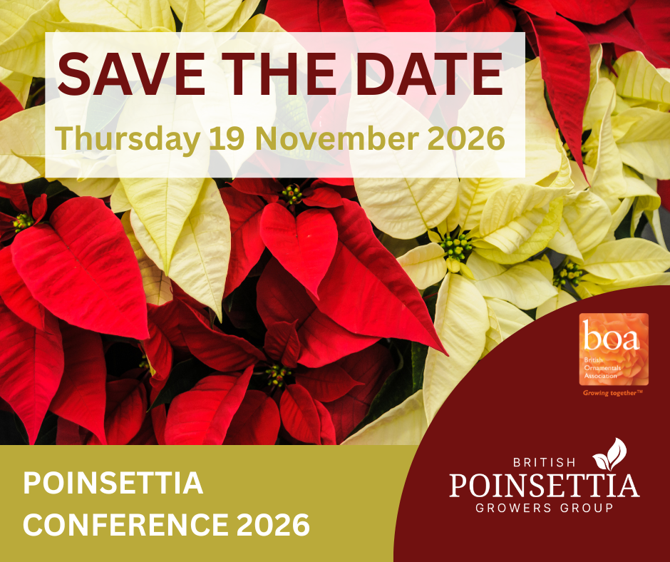 poinsettia